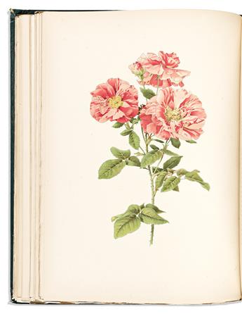 (BOTANICAL.) Ellen Willmott; and Alfred Parsons. The Genus Rosa.